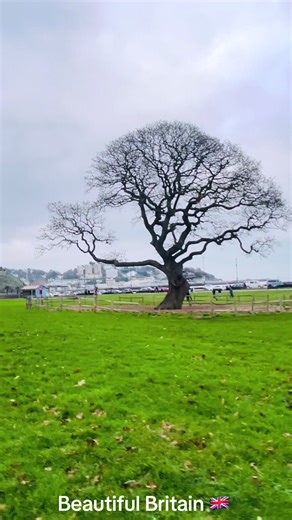 #tree#view#fu #fup #sky