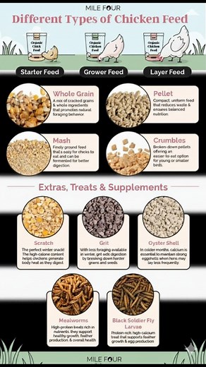 Chicken feeda | Farming Tech& Business