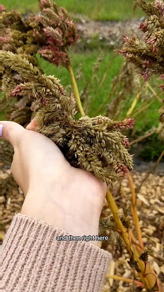 How to collect Celosia seeds #howto #collect #celosia #seeds #garden #gardening #flowerfarm #farm #nature #woodstockflowerfarm
