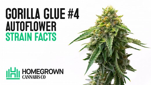 Gorilla Glue #4 Autoflower Cultivar Facts