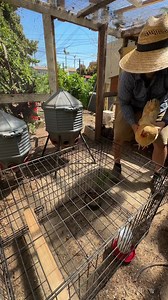 79K views · 702 reactions | Sometimes you have jail your #chicken and...