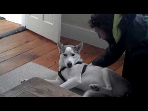 Husky Just Says No To Kennel Trip (VIDEO)