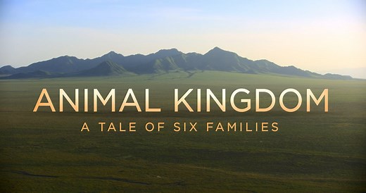 Animal Kingdom: A Tale of Six Families - Official Trailer [4K]
