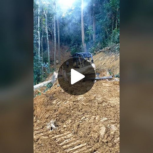 Logging Operation: Bulldozer Moving Fallen Tree Trunk
