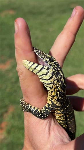 Baby Nile Monitor Won’t Let Go!