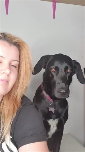Love thia girl 🐕❤ #luna #dogsoftiktok #germanshepherdxspringerspaniel