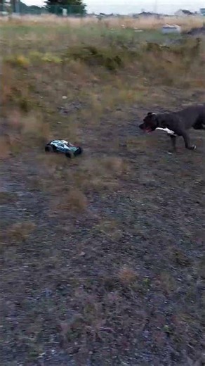 #FunnyDog #DogChasing #PetLife #americanbully