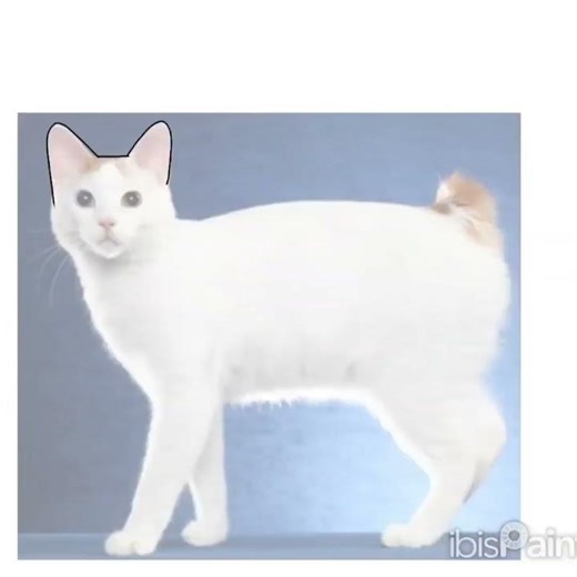 Evolution of my regional meowth.