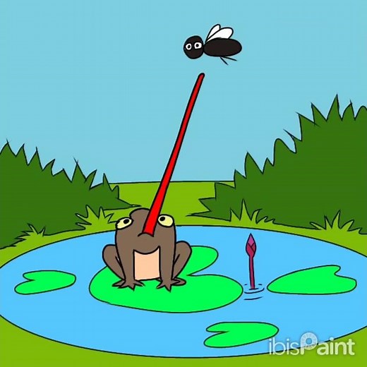 How A Frog Eats A Fly (Animation)