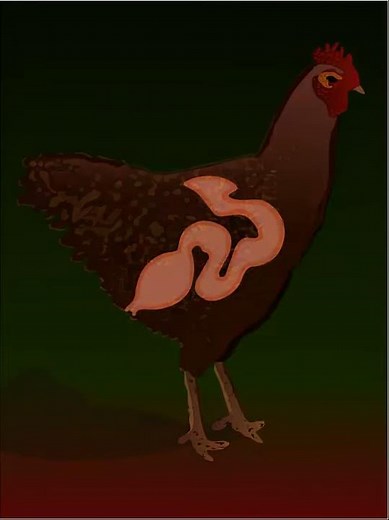 Formation of the hen's egg