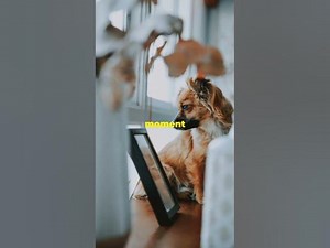 10 Hilarious Dog Reactions You Cant Miss! FunnyDogs