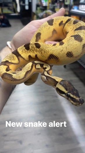 #python #snakes #reptilelover #ballpythonlove #SnakeGang | James Edwards