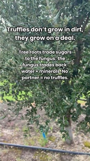 How Truffles Grow: The Root + Fungus Partnership (Myth Busted)