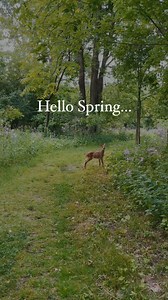 Spring arrives quietly, yet its message resounds with clarity — life is a gift, invaluable and splendid. Each bud that forms on the awakening branches holds the promise of a future bloom, a metaphor for the preciousness of life at every stage. These buds, cradled by twigs, teach us patience and potential; they don't rush to unfurl their petals but wait for the perfect moment to reveal their beauty to the world.In spring, the earth itself seems to celebrate life. As new leaves unfurl and flowers 