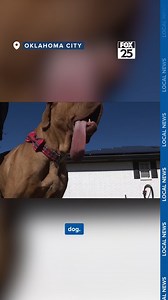 19K views · 144 reactions | A French and Bull mastiff mix in Oklahoma now holds the world record for longest tongue on a living dog.  Learn more about Ozzy on okcfox.com | KOKH FOX 25 News, Oklahoma | Facebook