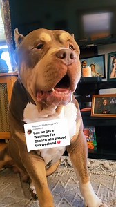 Sending love and prayers to Eddie. RIP Chooch 🙏🏼 😢 this breaks my heart to hear he passed away 💔 😢 #woooo #prayers #RIP #chooch #1inamillion #GOAT | Upstate Primebully