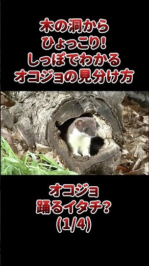 木の洞からひょっこり！しっぽでわかるオコジョの見分け方