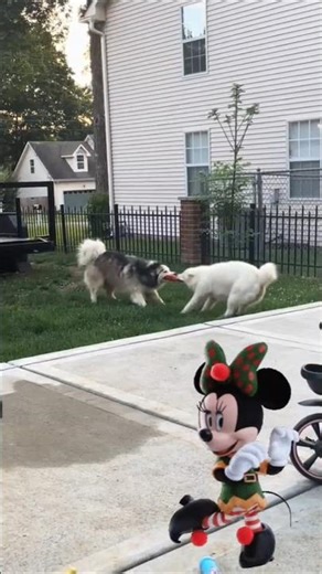 Two Funny Dogs Dancing Like Pros! 😂🐾🎶