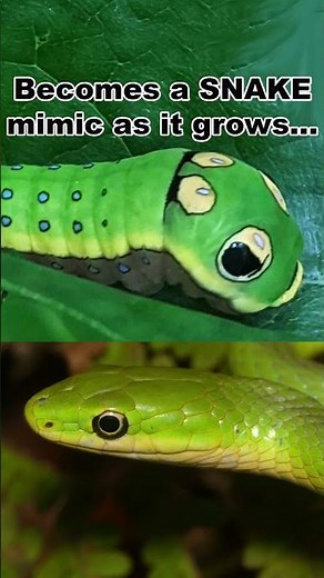 This Caterpillar Looks Like What!