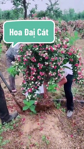 Cây Hoa Đại Cát Thân Gỗ: Sắc Đẹp và Ý Nghĩa Phong Thủy
