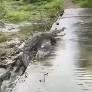 What happened to the motorcycle rider? Did the crocodile get them? 😳 🐊 {IG} alligator_lover_4ever #mororcycle #crocodile #croc #reptile #viral #ehp #evergladesholidaypark #viralvideos #videos | Everglades Holiday Park