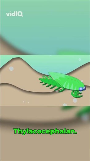 Ainiktozoon: Bizarre Shrimp-Like Creature