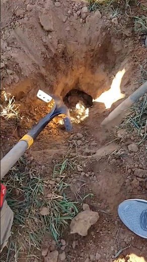CRAZY 10 pound dog hunting in underground tunnels #extreme #insane #hunting #dog #underground