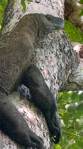 KOMODO IN A TREE! (Rare Footage) #americanviewers #komodo #wildlifeentertainment #wildlife