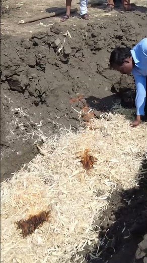 Biochar Making Pit Method Cotton Stalk