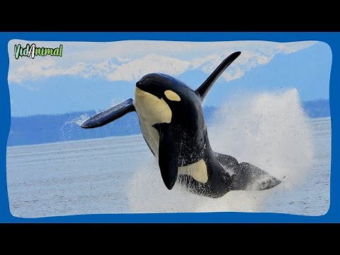 ALL ABOUT ORCAS: The killer whales.