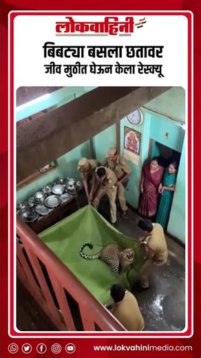 बिबट्या बसला छतावर, जीव मुठीत घेऊन केला रेस्क्यू