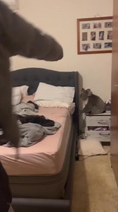 A couple in Australia found a koala in their bedroom. The wife recorded a video as her husband calmly worked to guide the unexpected visitor back outside. | KETV NewsWatch 7
