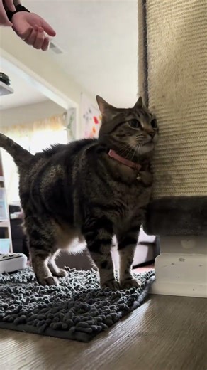 @bittykitty09: She usually doesn’t go straight for the camera so this quality content 🤣