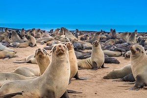 The World’s 12 Best Beaches for Spotting Wildlife