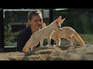 Longleat's Fennec Fox Kits Update