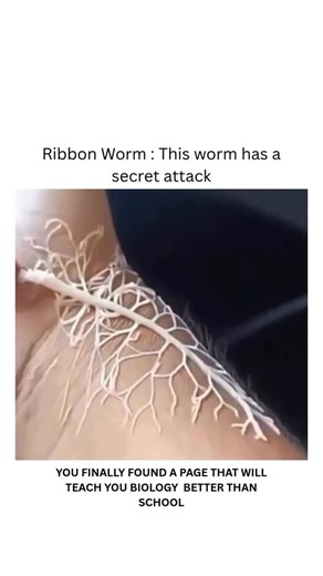 BIOLOGY | MEDICAL | HEALTH on Instagram: "Meet the ribbon worm-a slimy invertebrate with a wild superpower. When threatened or hunting, it ejects a sticky, retractable proboscis that looks like a web or net, instantly entangling prey. Some species can shoot this organ several times their own body length! Ribbon worms are found in oceans worldwide, from shallow shores to deep waters, and while most feed on small invertebrates, some grow over 30 meters long, making them among the longest animals o