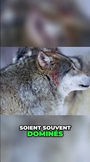 Hiérarchie des loups : Alphas, subordonnés et rôles oméga #loups #hiérarchieanimale #omega