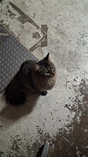 #catstalking #catshorts #cat #cats #animallovers #catsvideo #animallife #animals #shorts #catchannel