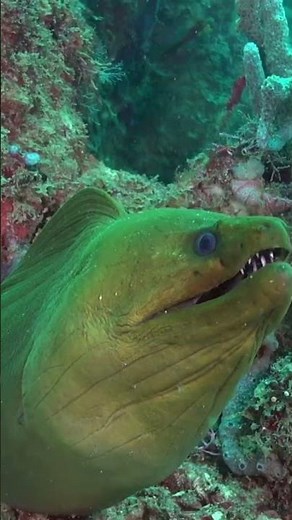 Top 5 Most Dangerous Ocean Animals