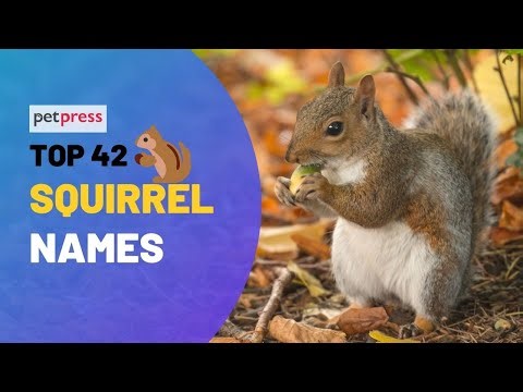 445+ Best Squirrel Names: Funny, Famous, & Cute