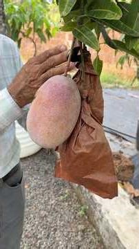 തായ്‌ലൻഡിലെ രാജാവ് ഇപ്പോൾ കേരളത്തിലും! | King of Chakapat Mango