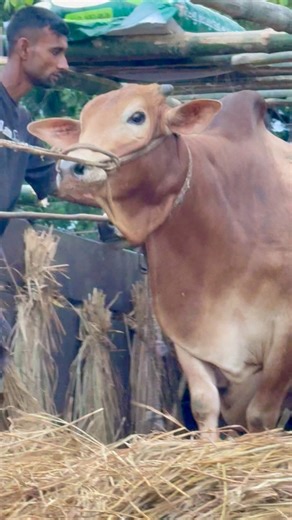 Unloading bulls. | The Moo-Horn Chronicles