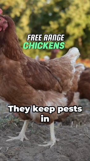 #chicken #pestcontrol #chickentips #selfsufficientliving #selfsufficientbackyard | Self-Sufficient Backyard - by Ron and Johanna