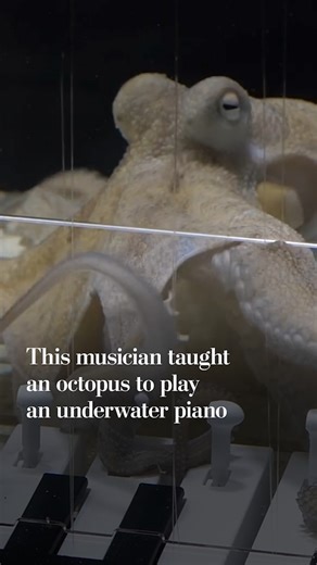 Mattias Krantz, who typically makes YouTube videos playing instruments he modifies, had long wanted to teach piano to an animal. But the task proved more difficult — and fulfilling — than Krantz imagined. https://wapo.st/4pmLmSZ | Washington Post