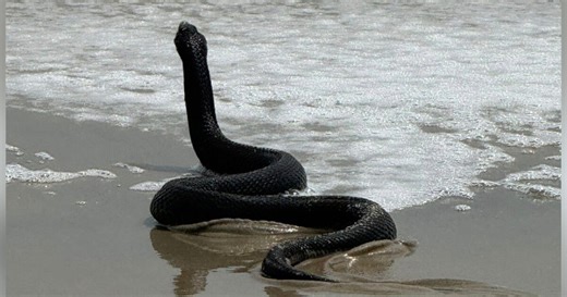 Snake emerges from the waves at Ocean City, startling beachgoers in Maryland