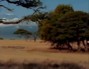 Madagascar 2 mcdonald's comercial