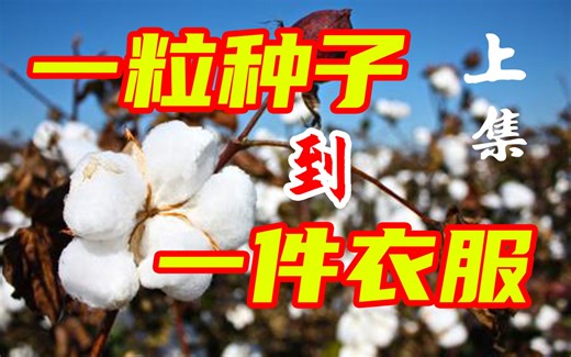 （上集）棉花如何从一粒种子，蜕变成一件衣服？