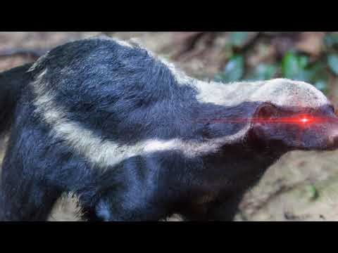 [Farming Simulator '19] Livestream 25/25/25