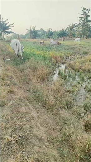cows eating grass in the rice fields #farmanimals