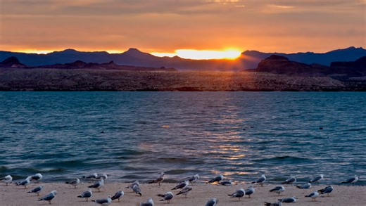 Lake Havasu has iconic beaches. Everything to know to plan your trip